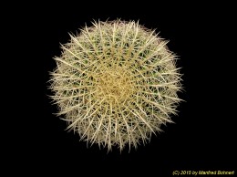 Echinocactus grusonii 1556